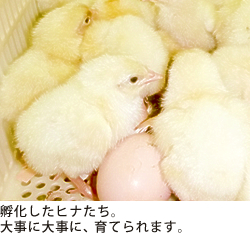 孵化したヒナたち。大事に大事に育てられます。